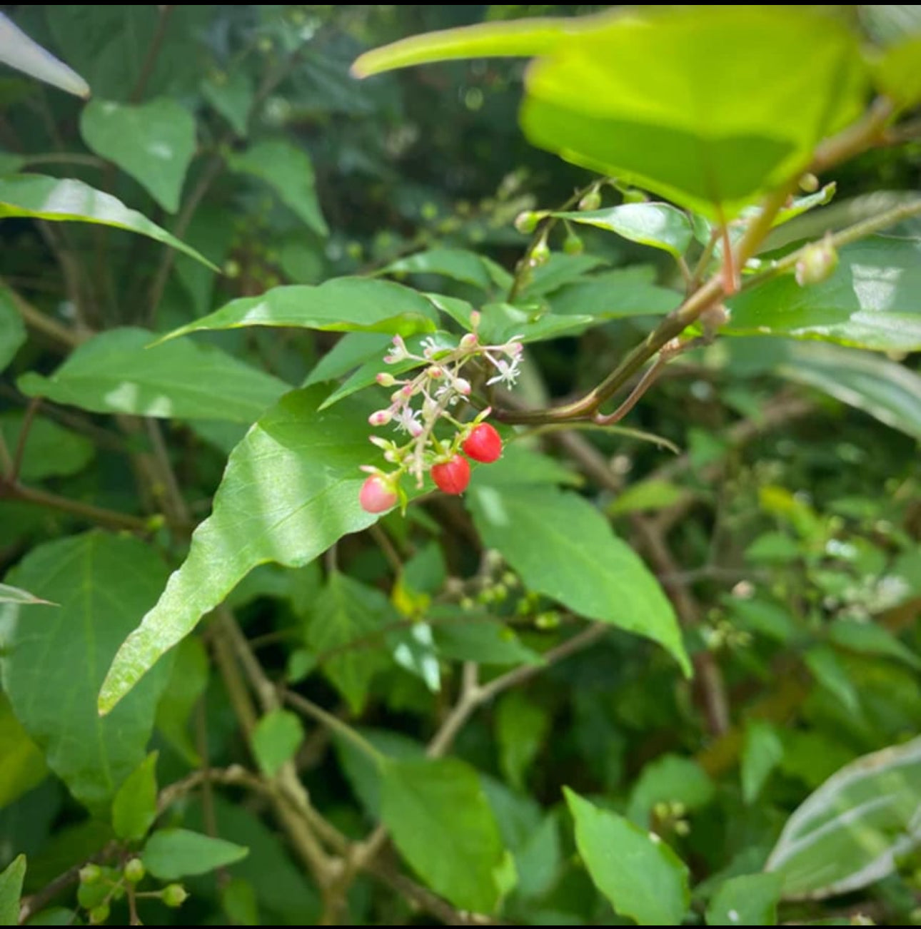 DOG BLOOD BUSH HERB “ INFERTILITY HERB”