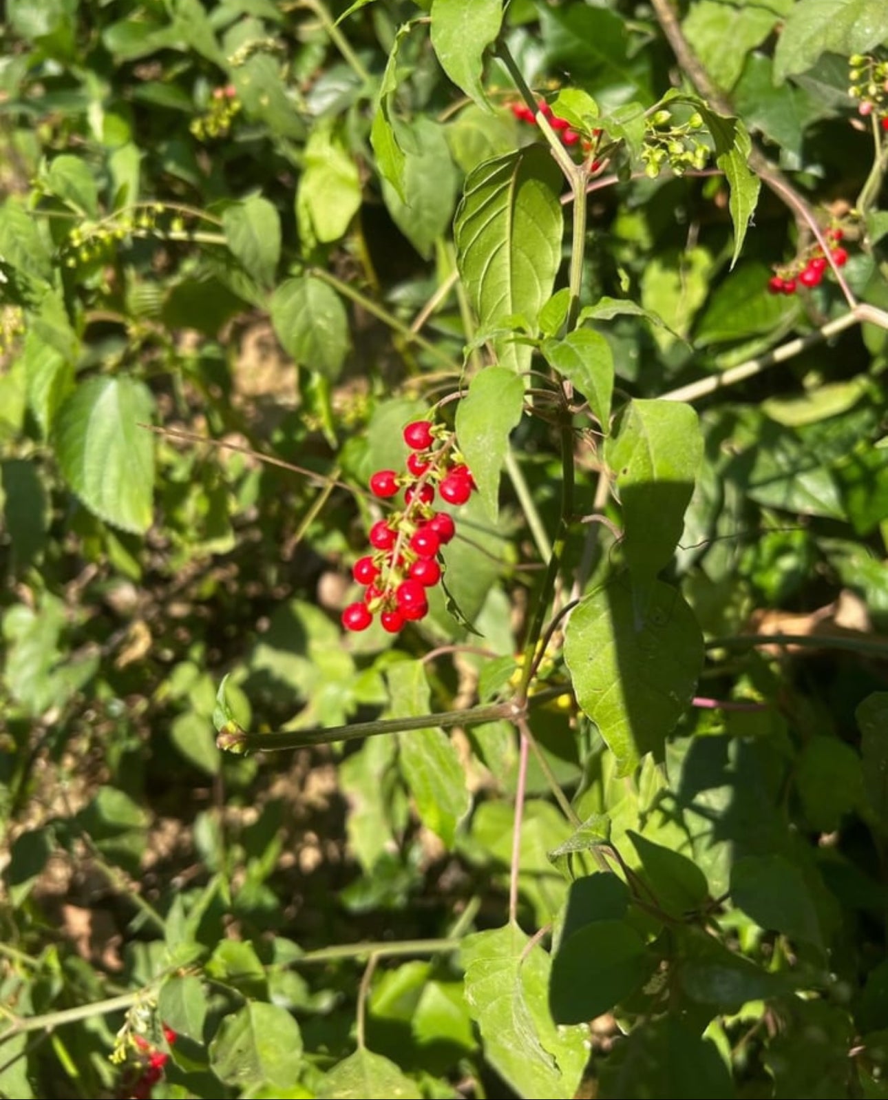 DOG BLOOD BUSH HERB “ INFERTILITY HERB”