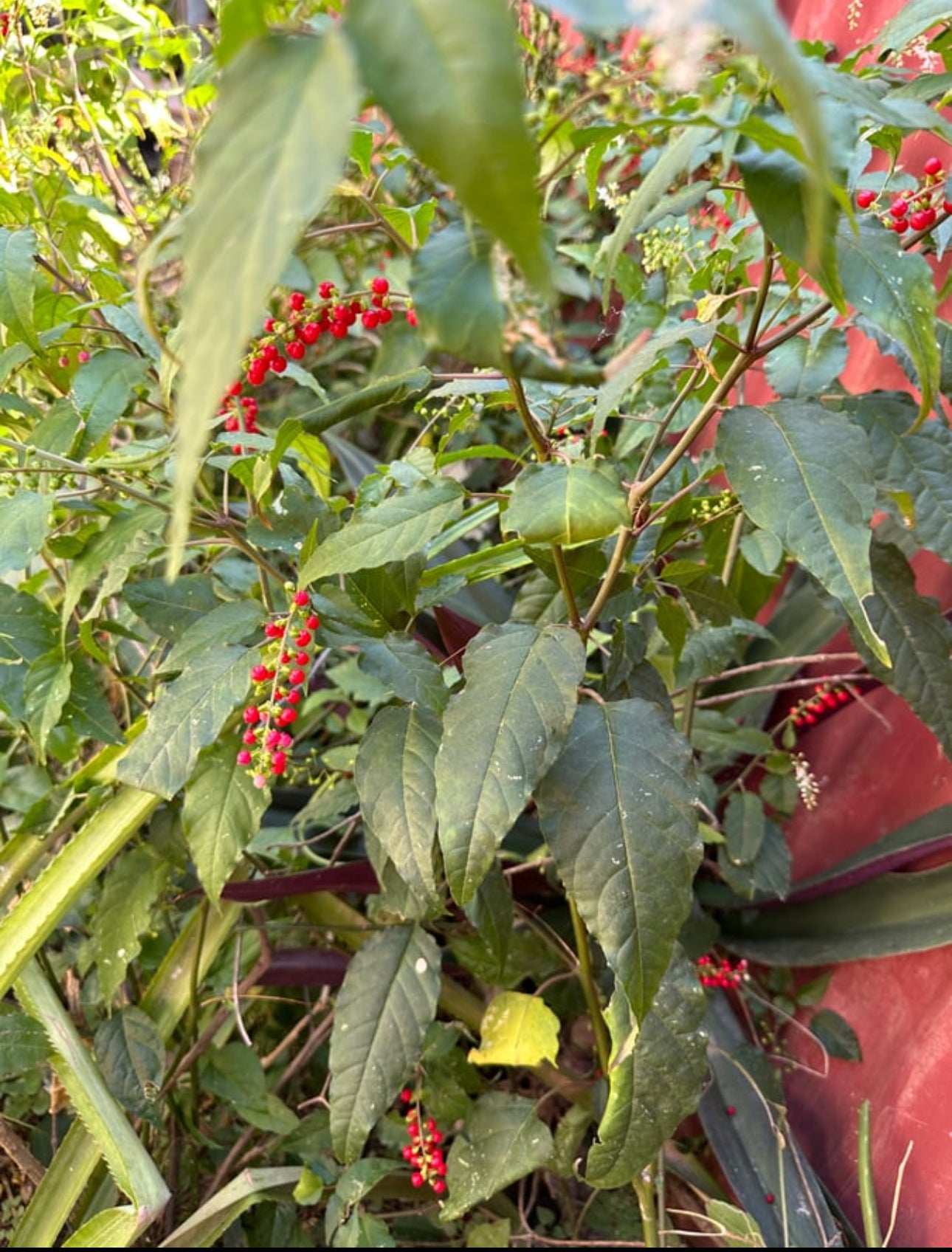 DOG BLOOD BUSH HERB “ INFERTILITY HERB”