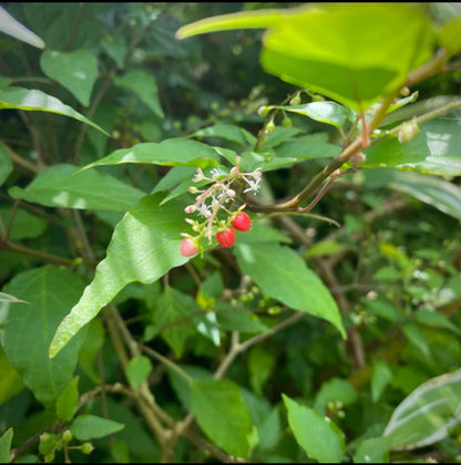 DOG BLOOD BUSH HERB “ INFERTILITY HERB”